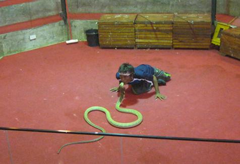 親吻金剛王眼鏡蛇