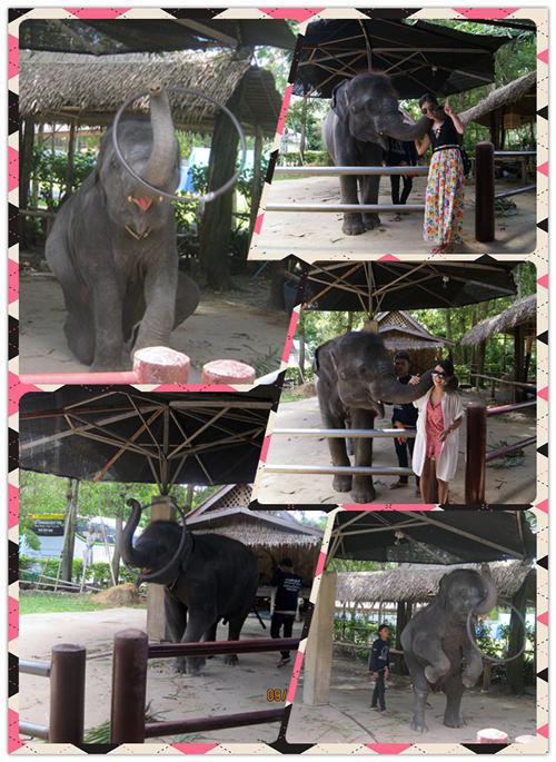 小象表演與合影