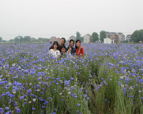 深奧古鎮(zhèn)花海